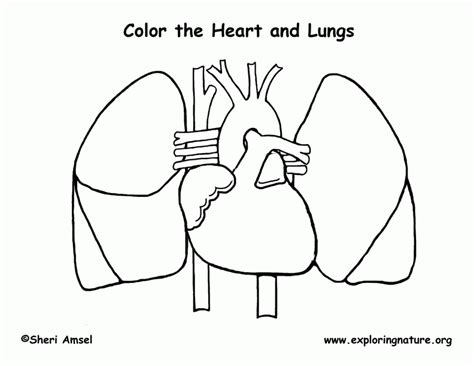 Human Heart Worksheet Blank Sketch Coloring Page