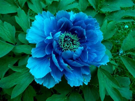 Blue Peony Flower Wallpapers Wallpaper Cave