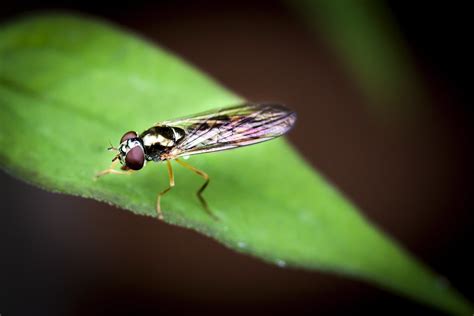 hover fly macro photography insect canon wildlife matt flickr