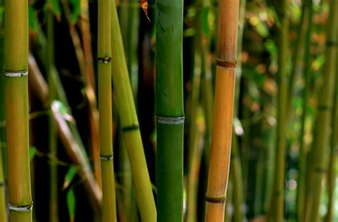 Bambou Quelle Est Sa Taille