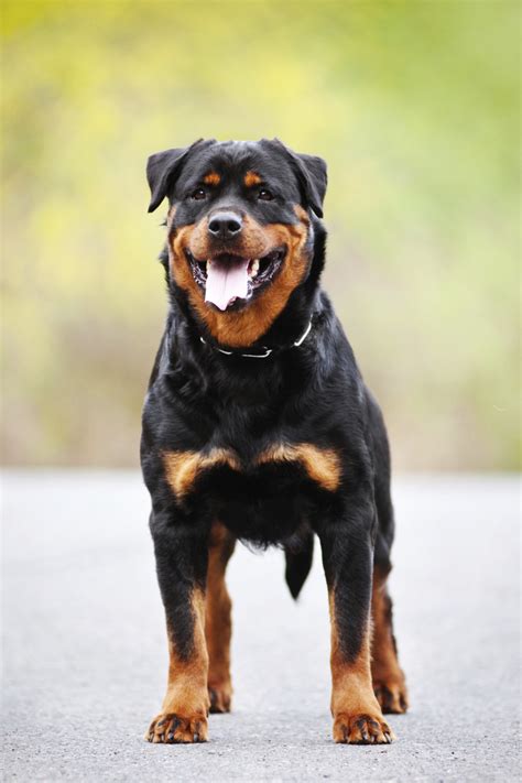 An untrained rottweiler can become a problem when he or she gets to be older. Rottweiler Training | Dog Training Nation