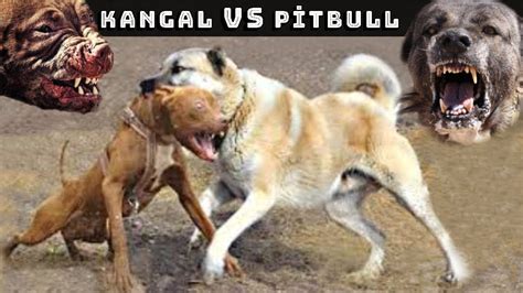 Pitbull Vs Turkish Kangal Dog Real Fight Turkish Kangal Vs American