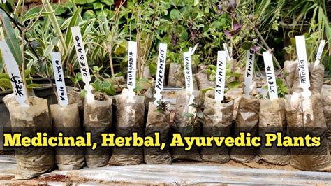 List Of Medicinalherb Ayurvedic Plants Rare Medicine