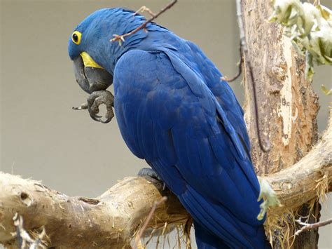 Memberi makan burung beo (nama ilmiah: Gambar : sayap, margasatwa, kebun binatang, paruh, biru ...