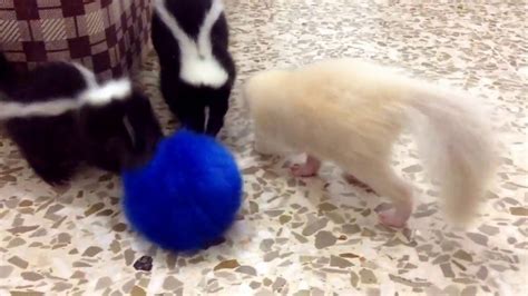 Cute Baby Skunks Playing A Blue Fluffy Ball Youtube