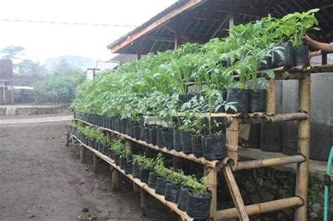 Tips Menanam Bunga / Sayuran Di Pot & Polybag | Tips & Cara