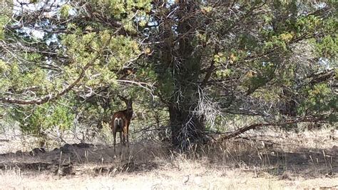 Check spelling or type a new query. Modoc National Forest - YouTube