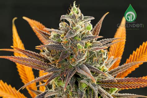 Blue lotus flowers near me. Blue Lotus | Green Dot Labs