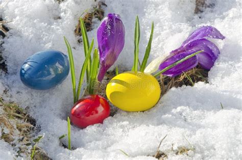 Spring Crocus Flowers On Snow And Easter Eggs Stock Photo Image Of