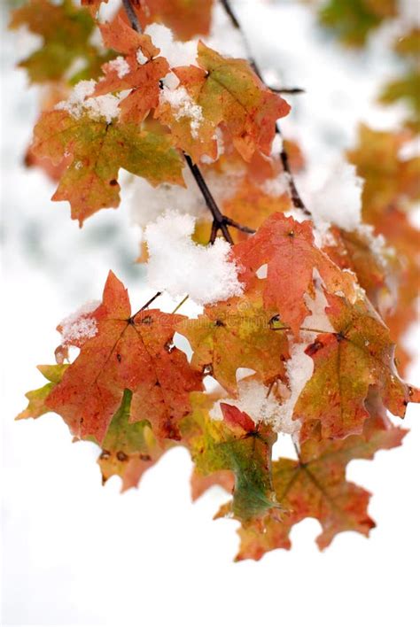 Fall Maple Leaves In Snow Stock Photo Image Of Snow 11450570