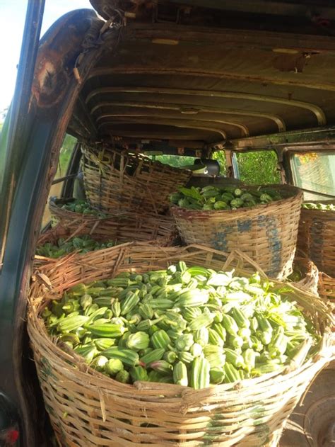 Realtime cryptoasset market rates in naira, dollar, euro & pounds. Modern Cucumber Farming. My 1 Million Naira Experience ...