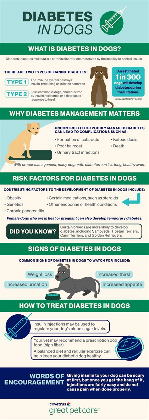Diabetes In Dogs Great Pet Care