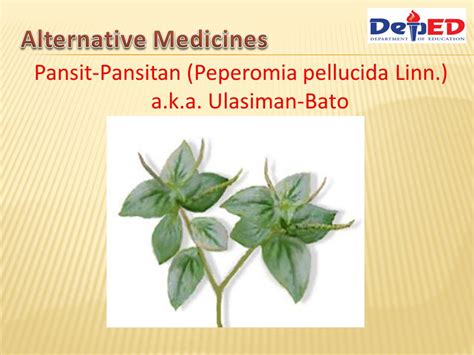 🎉 Pansit Pansitan Herbal Plant Philippine Herbal Plants And Their Uses
