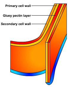 The plant cell wall is also involved in protecting the cell against mechanical stress and to provide form and structure to the cell. Cell Wall - Structure and Functions of Organelles