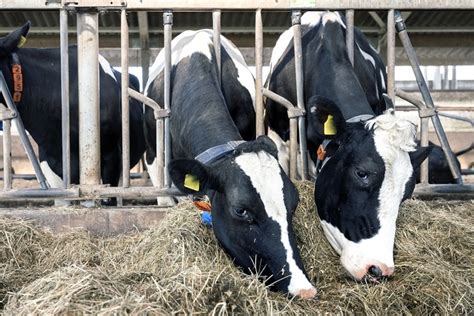 Do we roast fish?what is the way to cook it? What Do Cows Like to Eat: 8 Different Types of Cow Food ...