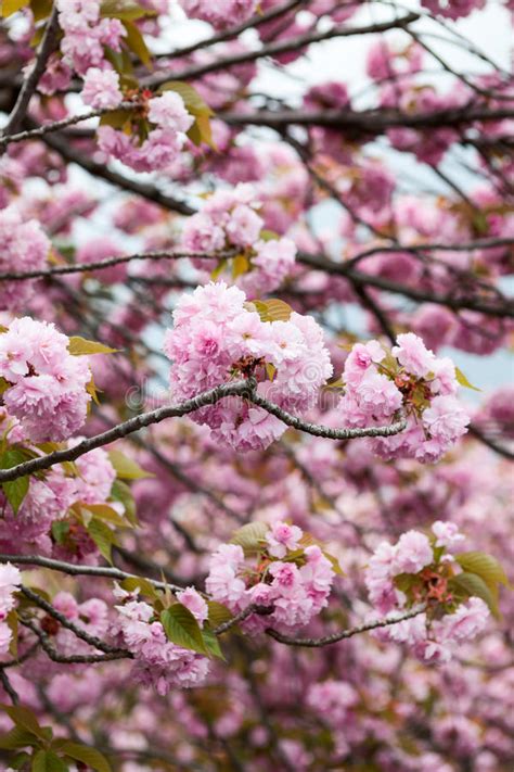Ampia scelta, recensioni 5 stelle. Grandi Fiori Rosa Dell'albero Del Fiore Di Ciliegia Chiuda ...