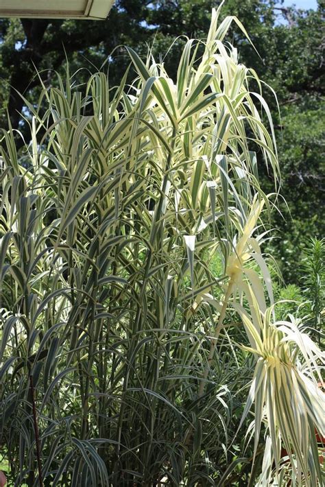 Photo Of The Entire Plant Of Giant Reed Arundo Donax Peppermint Stick Posted By Dave