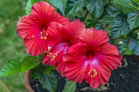How To Get Continuous Blooms With Tropical Hibiscus Hibiscus Plant
