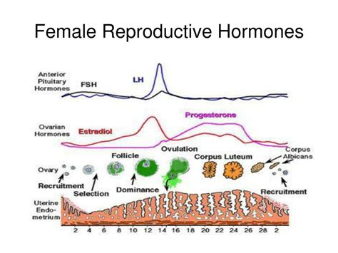 Ppt Endocrinology The Study Of Hormones Powerpoint Presentation