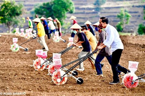 Presiden Jokowi Makin Banyak Petani Tanam Jagung Produksi Nasional