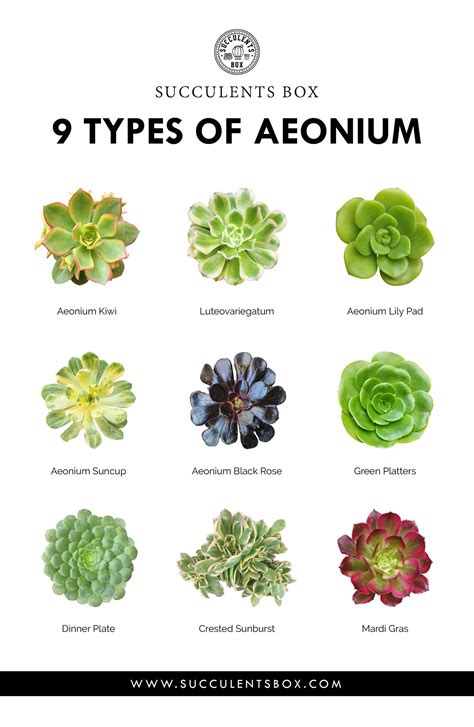 Different Types Of Succulents Plants Types Of Succulent Plant