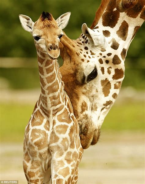 Newborn Giraffe Makes Its First Public Appearance At Chester Zoo