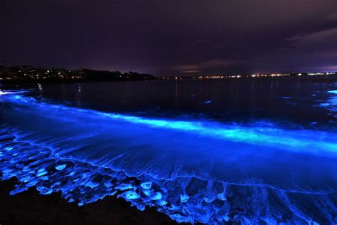 View tripadvisor's 4,311 unbiased reviews and great deals on holiday rentals in jervis bay, australia. Jervis Bay at its best as bioluminescence puts on a show ...