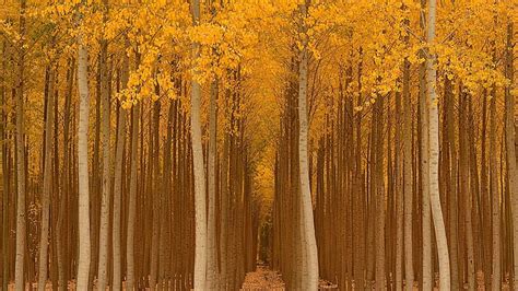 1080p Free Download Golden Path Forest Autumn Tree Golden Toamna