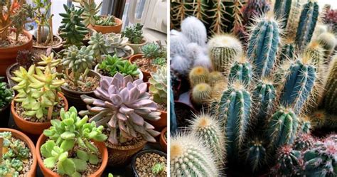 Whats The Difference Between Succulents And Cactuses