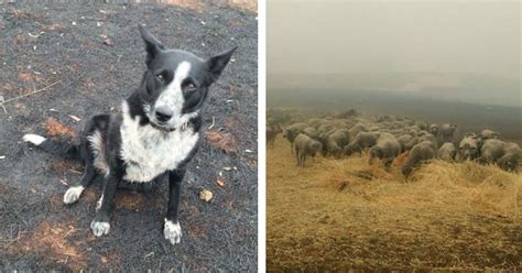 It is held in a simulated barn environment, where each dog must scale straw bales, complete a dark tunnel and communicate the location of each rat to their handler before time runs out. Patsy: The Heroic Farm Dog From Australia - Barnorama