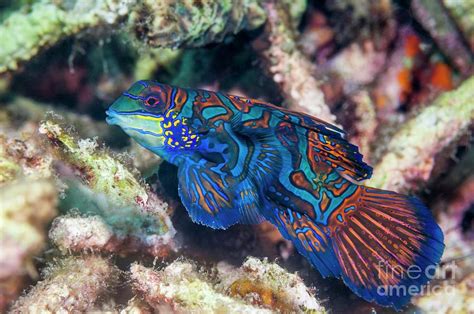 Mandarinfish On Reef Photograph By Georgette Douwma Science Photo Library Pixels