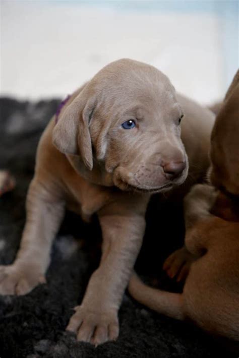 The Blue Lacy Your Ultimate Breed Information Guide Your Dog Advisor
