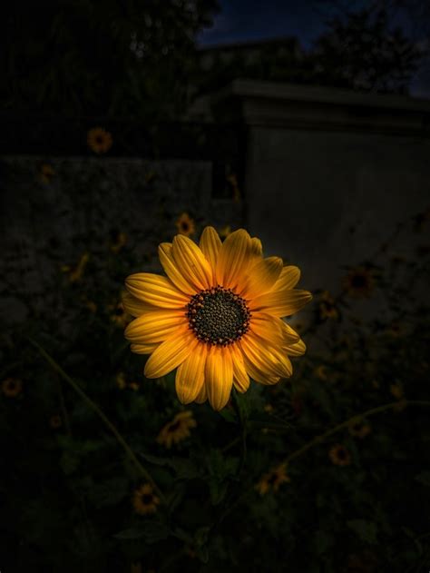 10 Beautiful Sunflower Images That Will Brighten Your Day