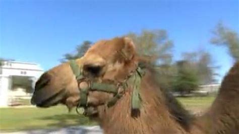 We keep your heart healthy, nourish your body at every stage of life, help you feel and move better, and bring you information, medicines and breakthroughs to manage your health. Florida woman says she was attacked by camel at Jefferson ...