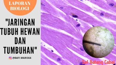 Check spelling or type a new query. Laporan biologi Jaringan Tubuh Hewan dan Tumbuhan - Kimia ...