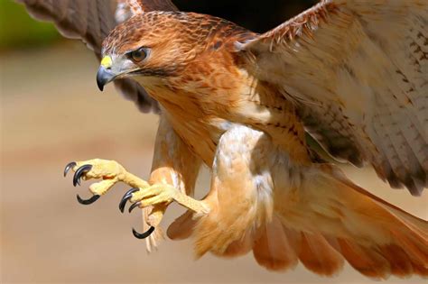 Hawk Talons All You Need To Know With Pictures