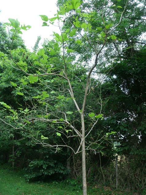 Catalpa trees are also the food source for catalpa worms. darlaville: catalpa trees - catalpa worms