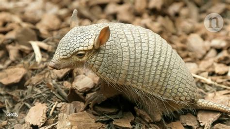 Why The Screaming Hairy Armadillo Weeps