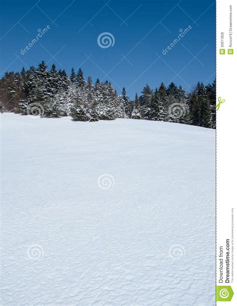 Winter Meadow And Forest Stock Photo Image Of Cold Frost 30911828