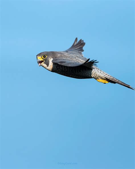 Peregrine Falcon Flying By — Greg Gard