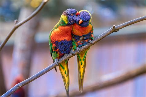 Animal Rainbow Lorikeet 4k Ultra Hd Wallpaper