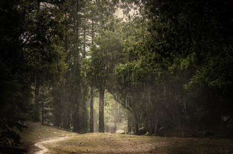 4k ultra hd forest wallpapers. Rain summer forest wallpaper | 2048x1356 | 195773 ...