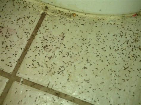 10 Astonishing Small Ants In Bathroom Ideas Photograph