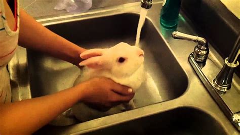 Preparing My Rabbit To Be Cooked For Dinner Netherland Dwarf Bunny Rabbit Youtube