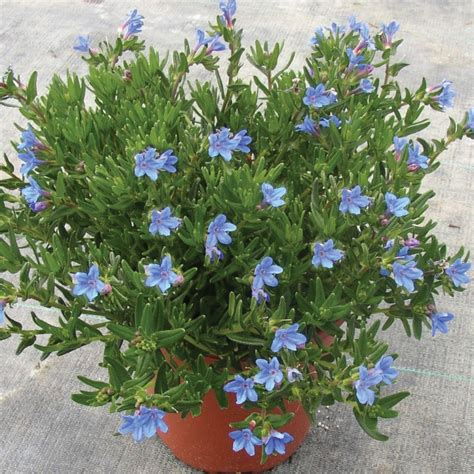 Lithodora Diffusa Heavenly Blue