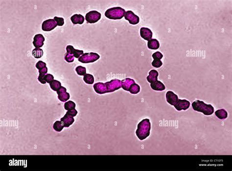 Diplococci Bacteria Stock Photos And Diplococci Bacteria Stock Images Alamy