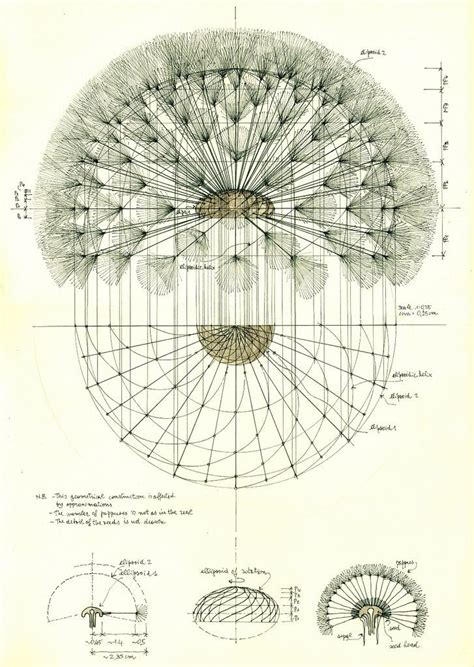Study About The Geometrical Structure Of A Dandelion Geometry In Nature