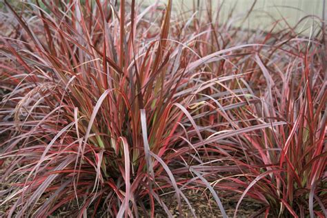 Graceful Grasses Fireworks Variegated Red Fountain Grass My Xxx Hot Girl