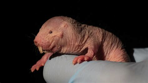 Researchers Find Yet Another Reason Why Naked Mole Rats Are Just Weird