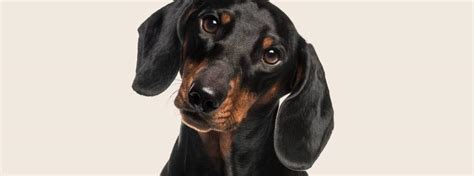Dachshund Dog Breed Information And Cost Manypets